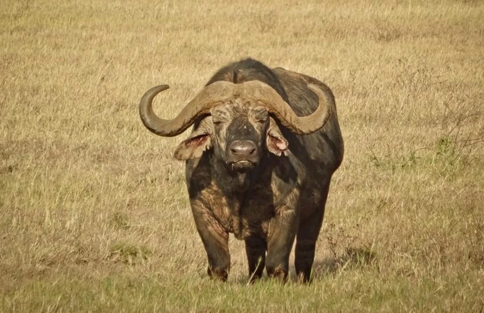 Big Five safari in Ngorongoro