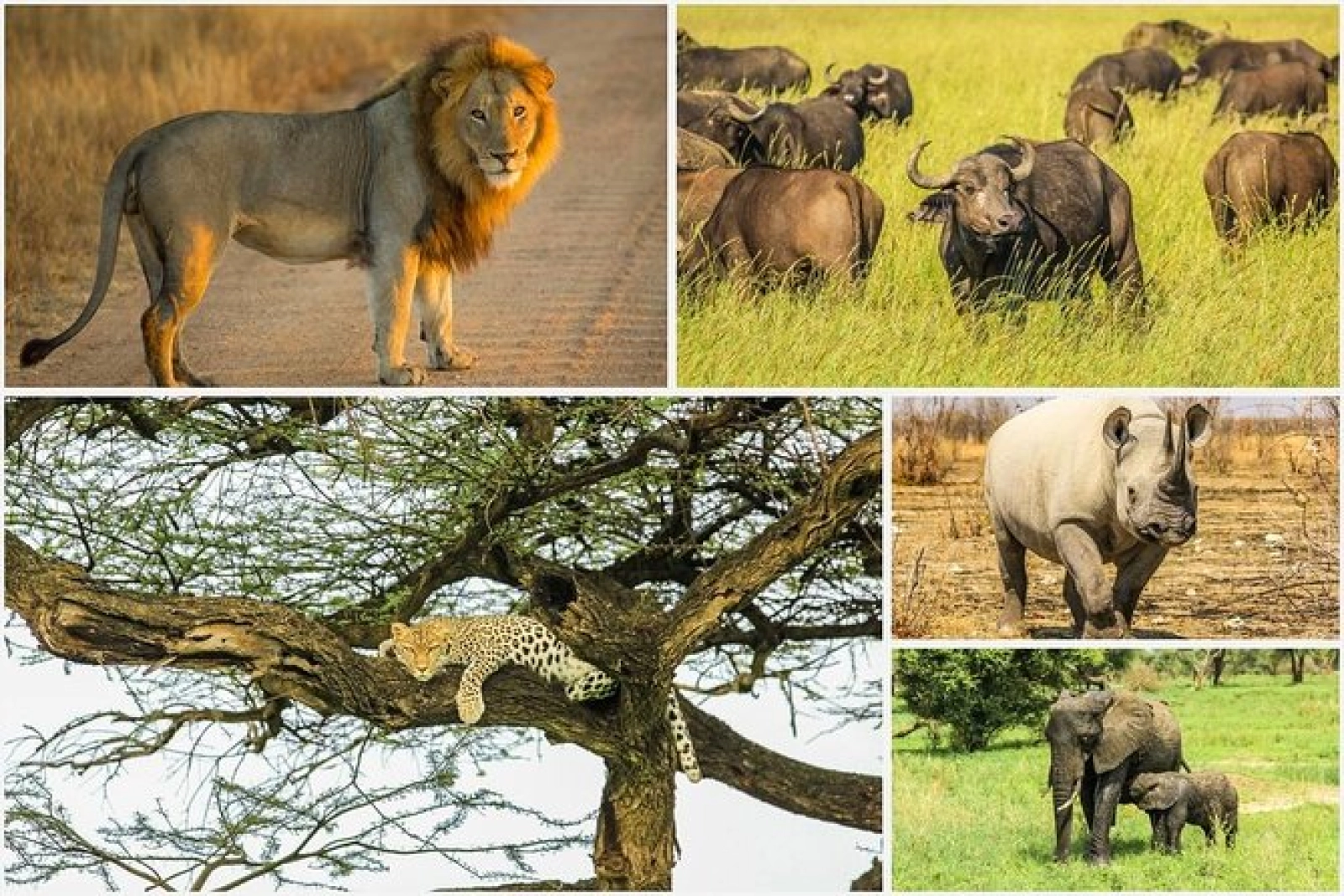 Big Five safari in Pilanesberg National Park