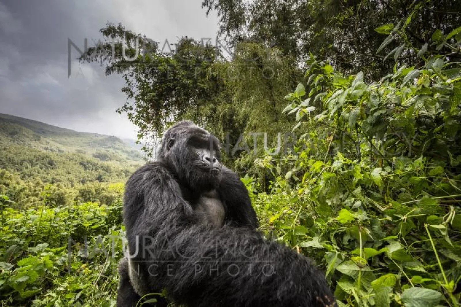 Big Five safari in Rwanda