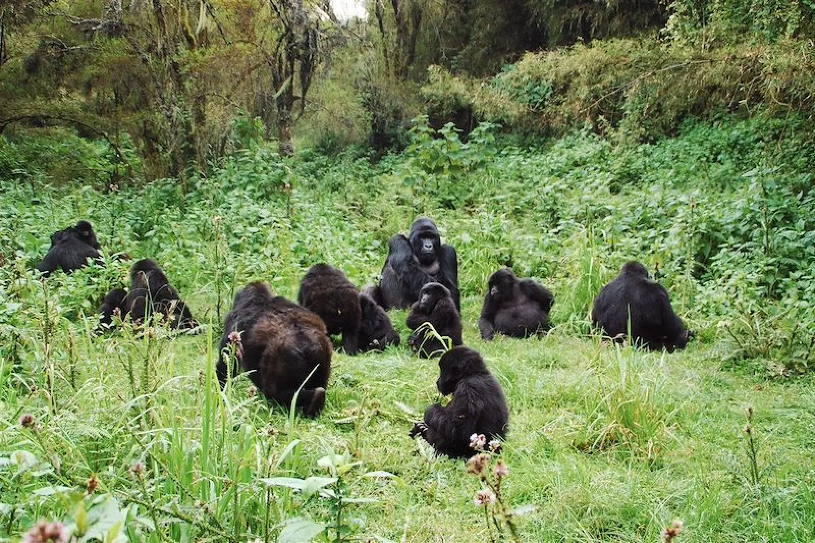 Big Five safari in Rwanda