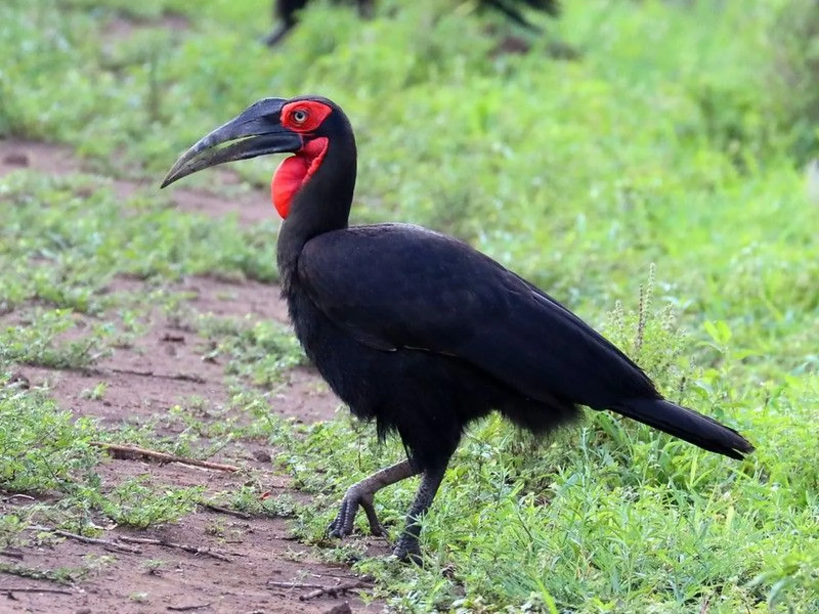 Birdwatching in Uganda