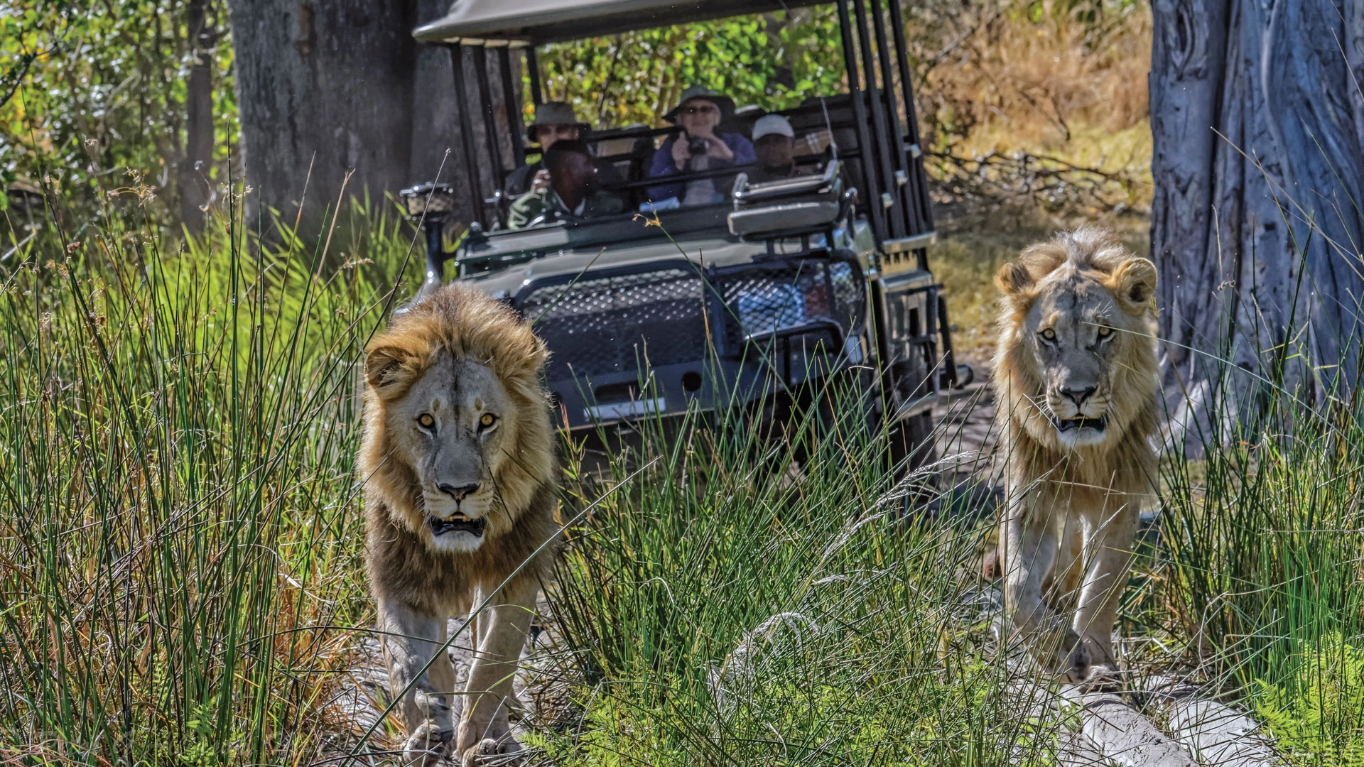 Botswana or South Africa: which is better for safari?