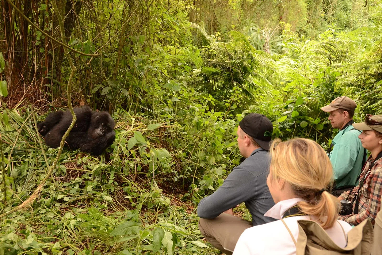 Mountain gorillas in Uganda or Rwanda