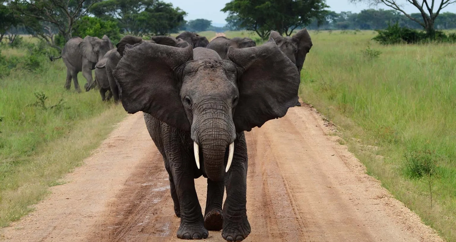 Can elephants charge safari vehicles?
