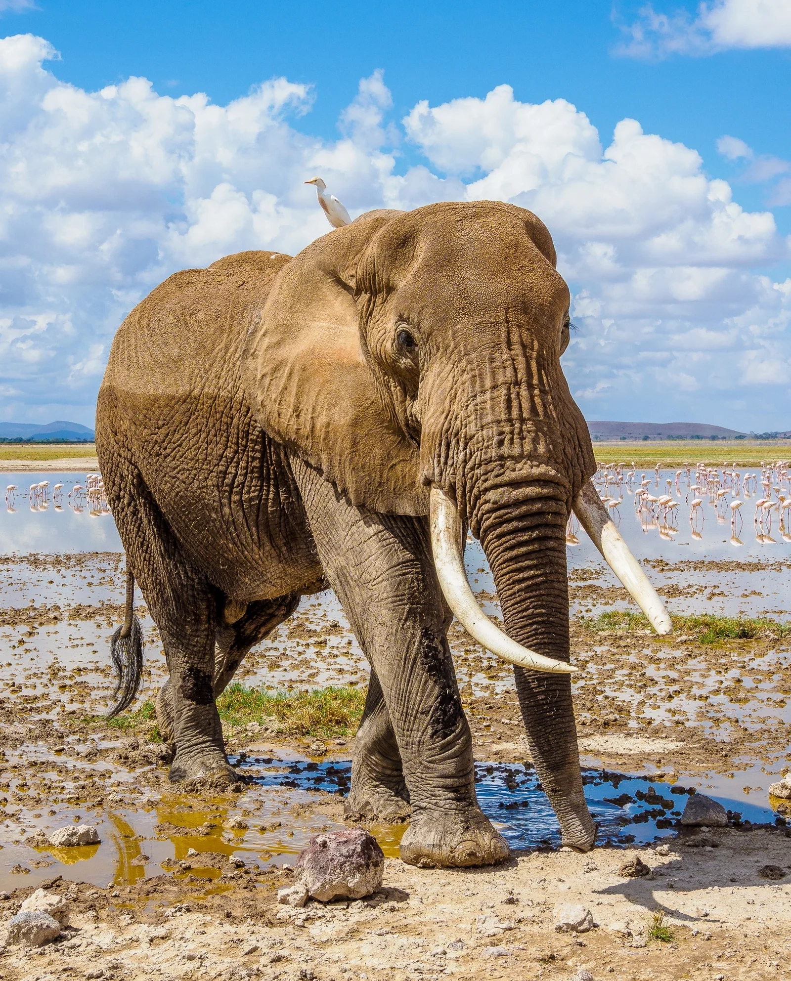 Can I book an African safari last minute?