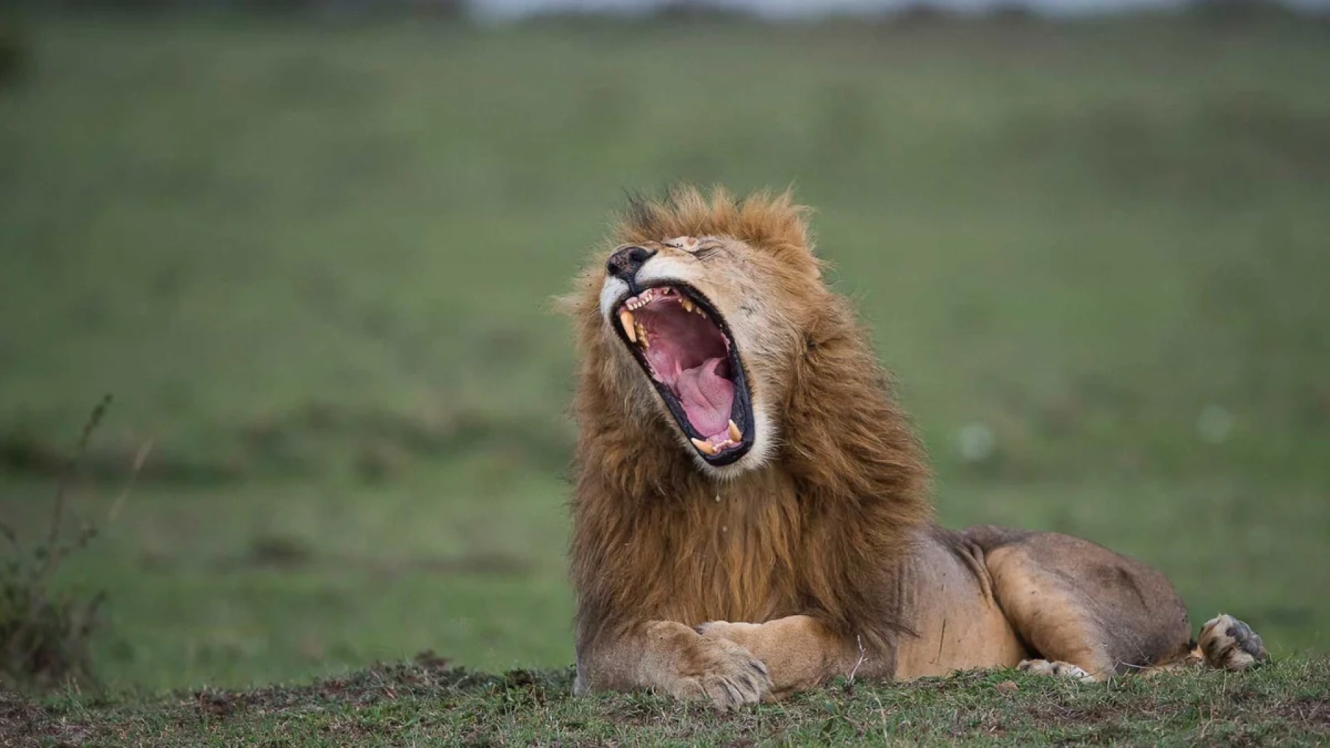Can I celebrate Christmas on safari?