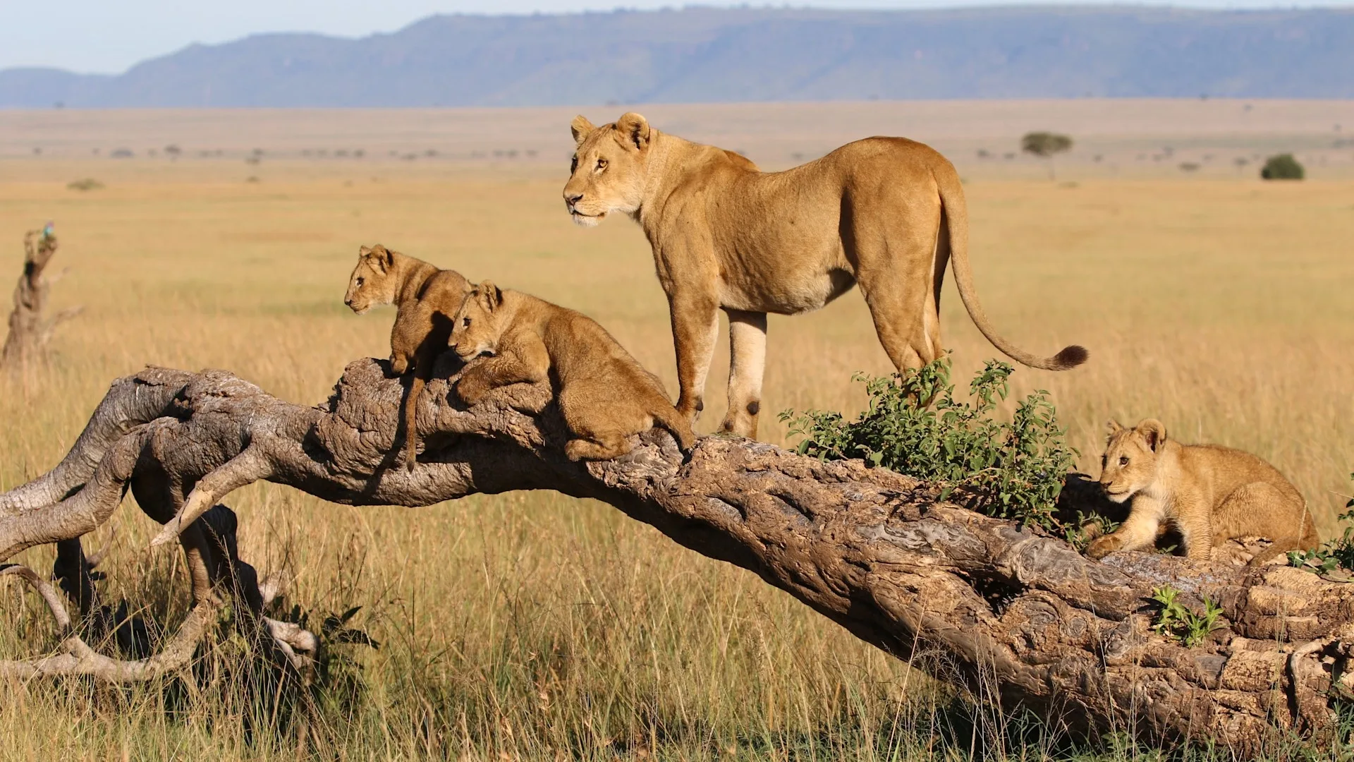 Wildlife on an African safari