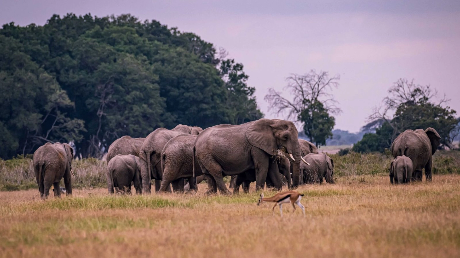 Can I extend a safari after booking?