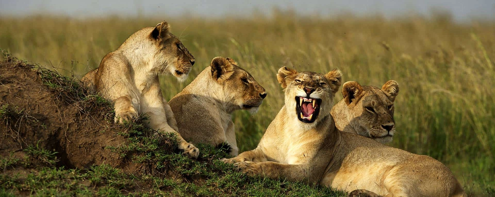 Can I plan an African safari without a travel agent?