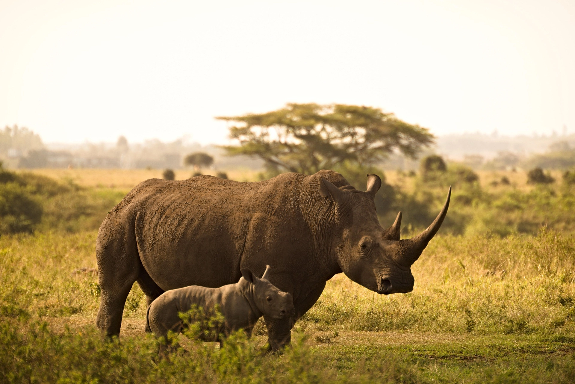 Can you do an African safari on a budget?
