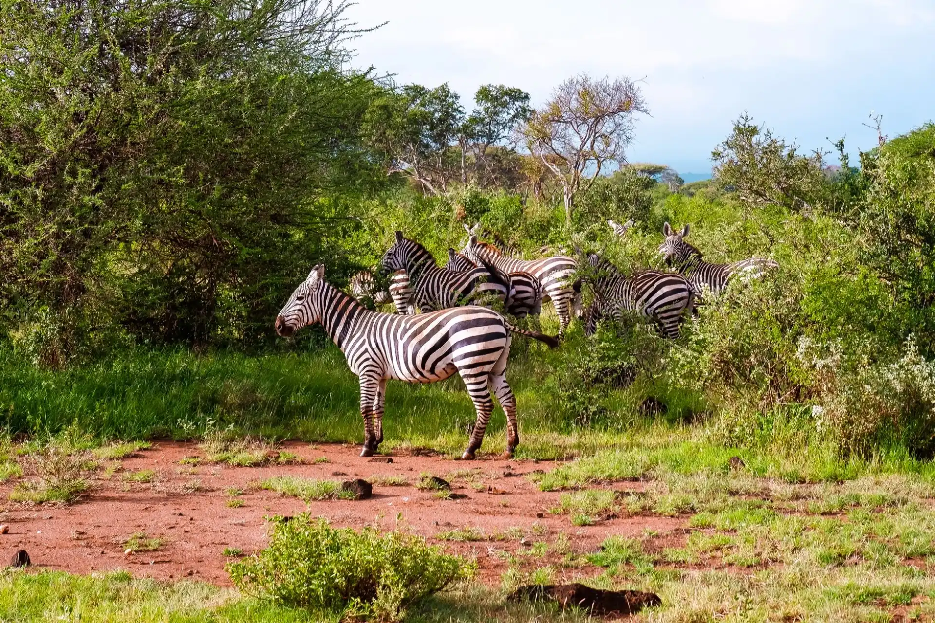 Can you guarantee wildlife sightings on safari?