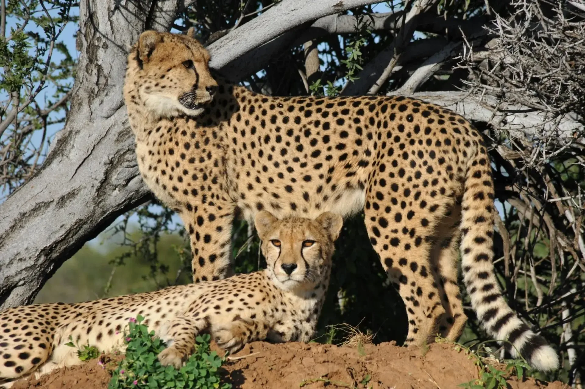 Can you reliably see cheetahs on an African safari?