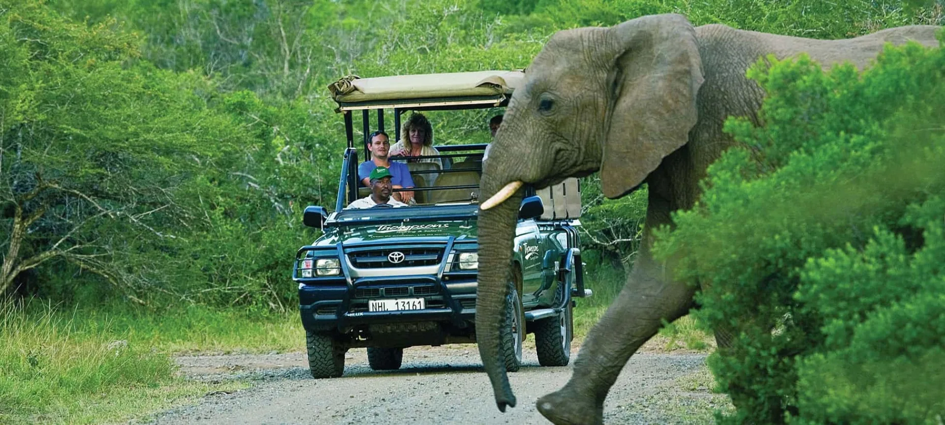Can you reliably see elephants on an African safari?
