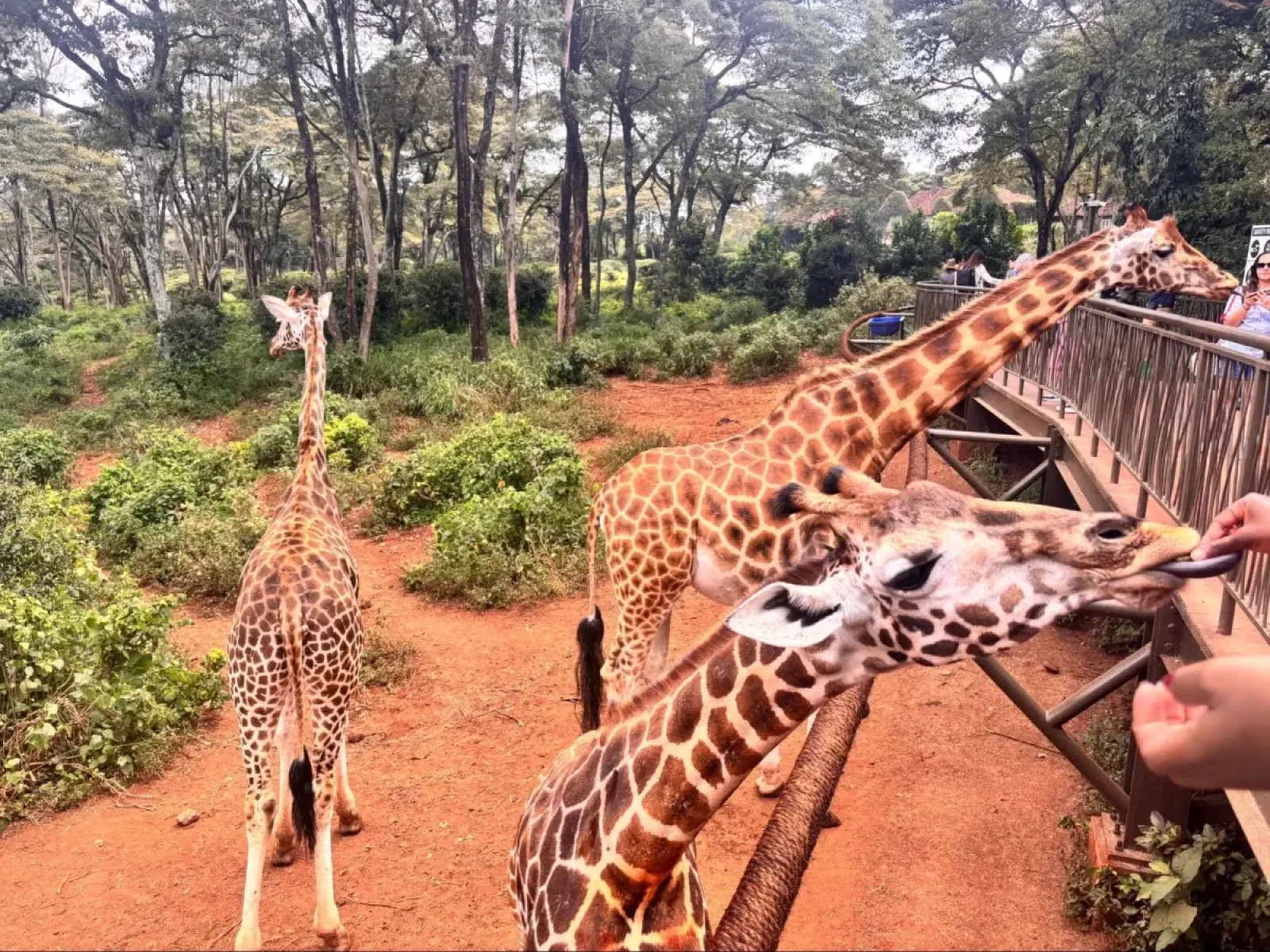 Game drive on an African safari