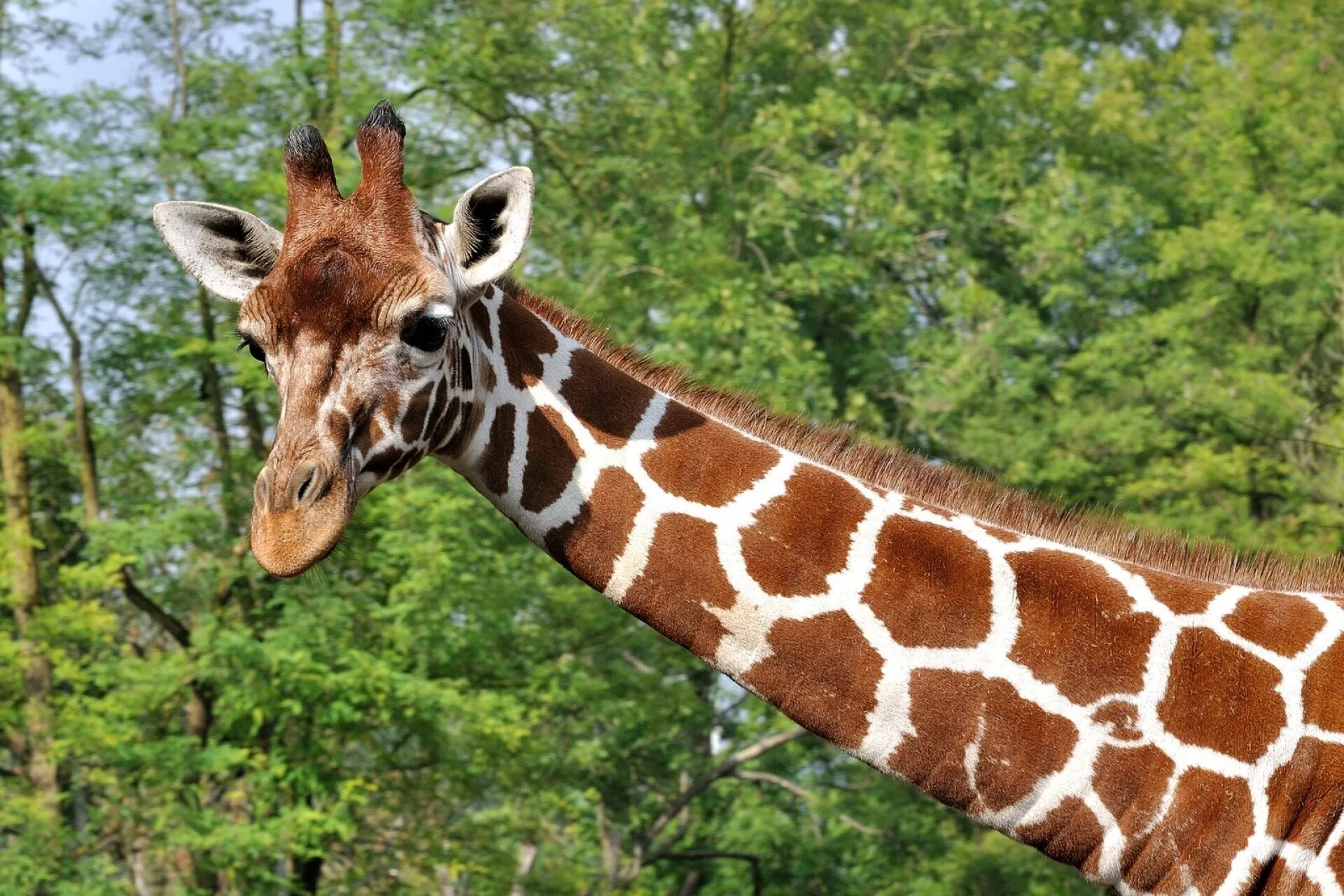 Can you reliably see giraffes on an African safari?