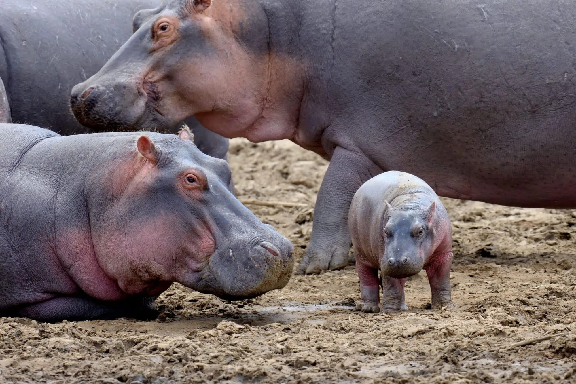 Hippo on an African safari