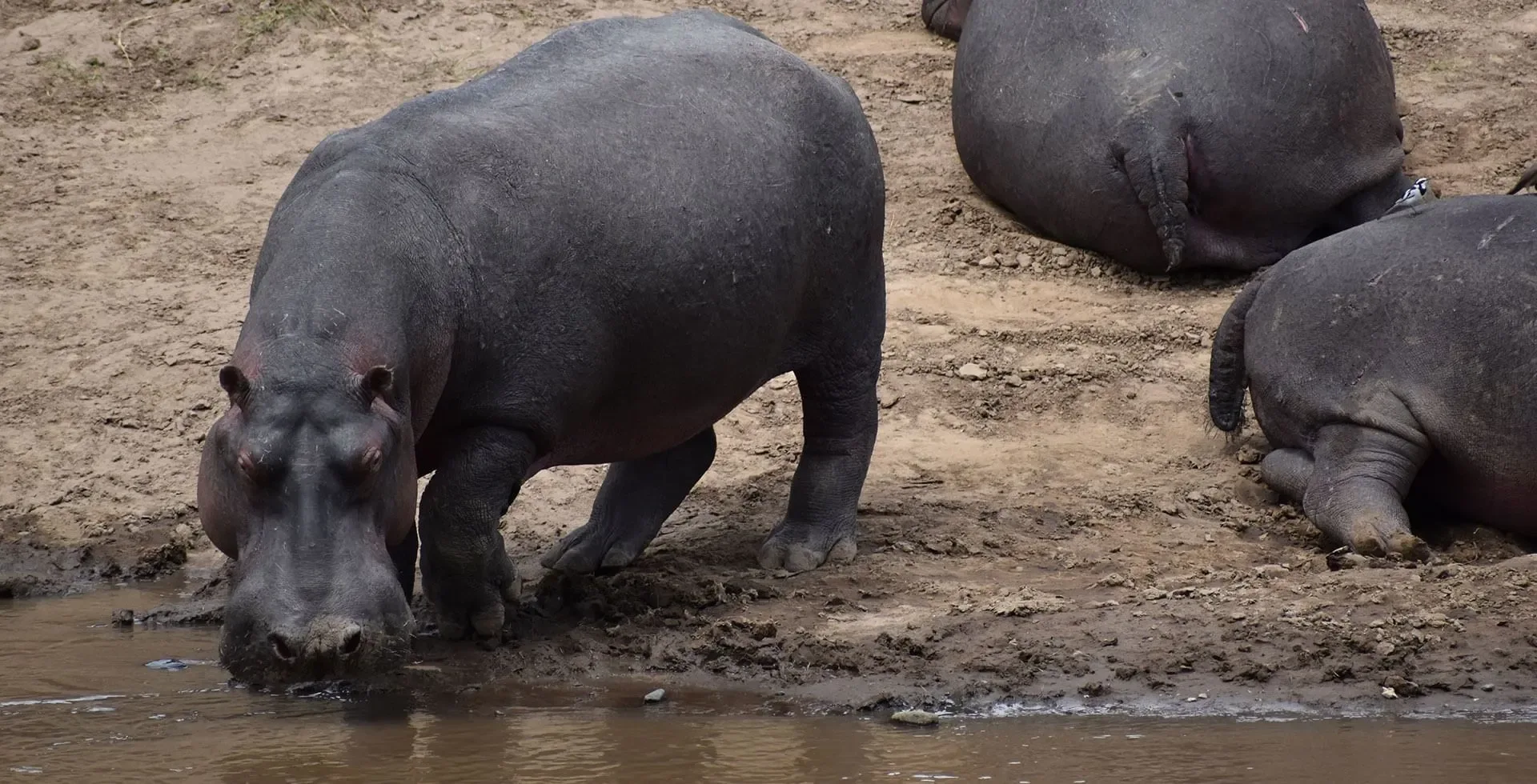 Can you reliably see hippos on an African safari?