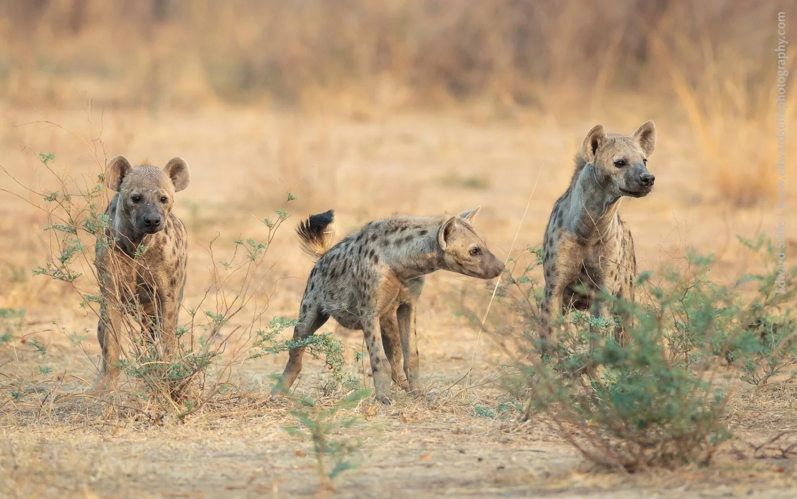 Game drive on an African safari