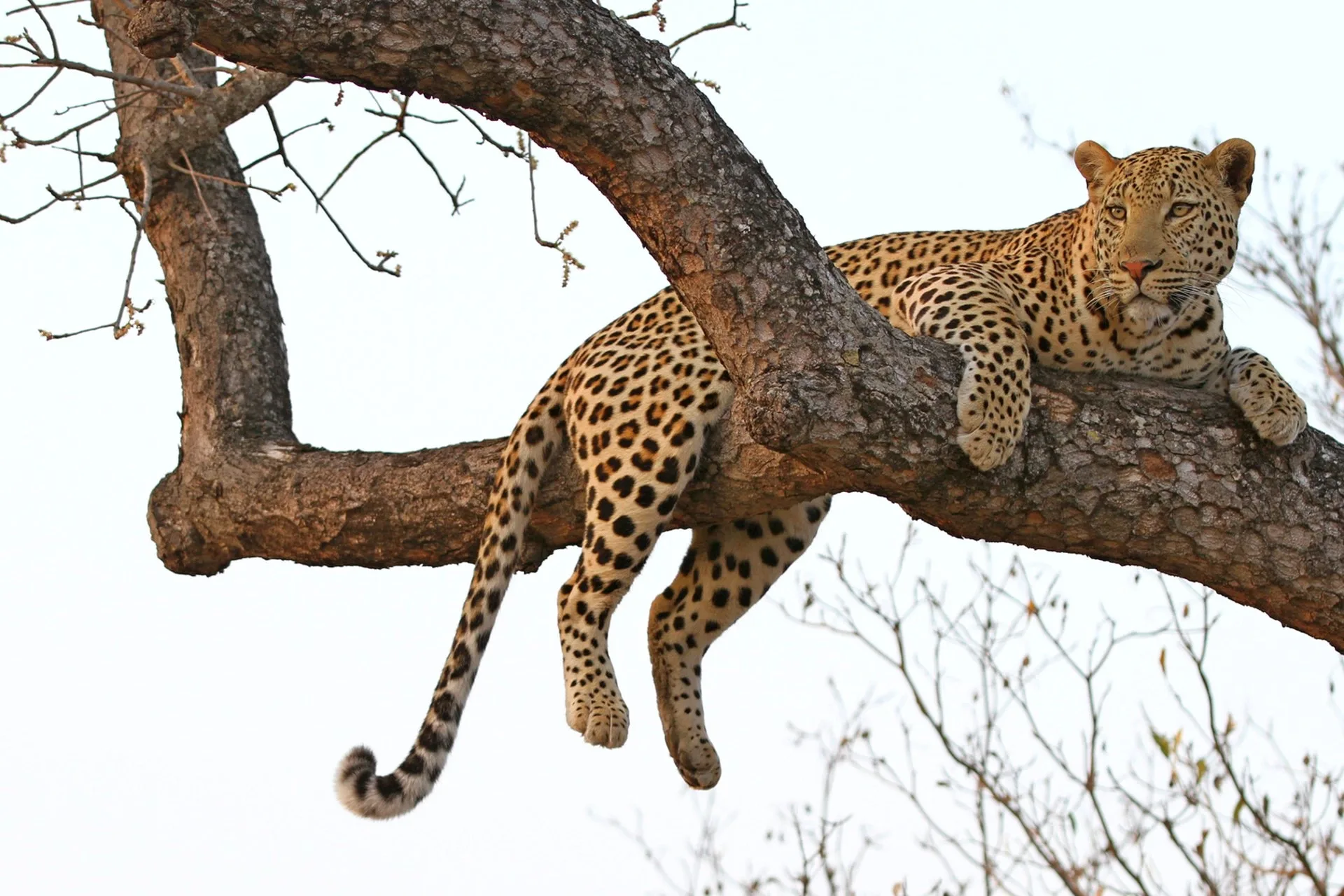 Leopard on an African safari