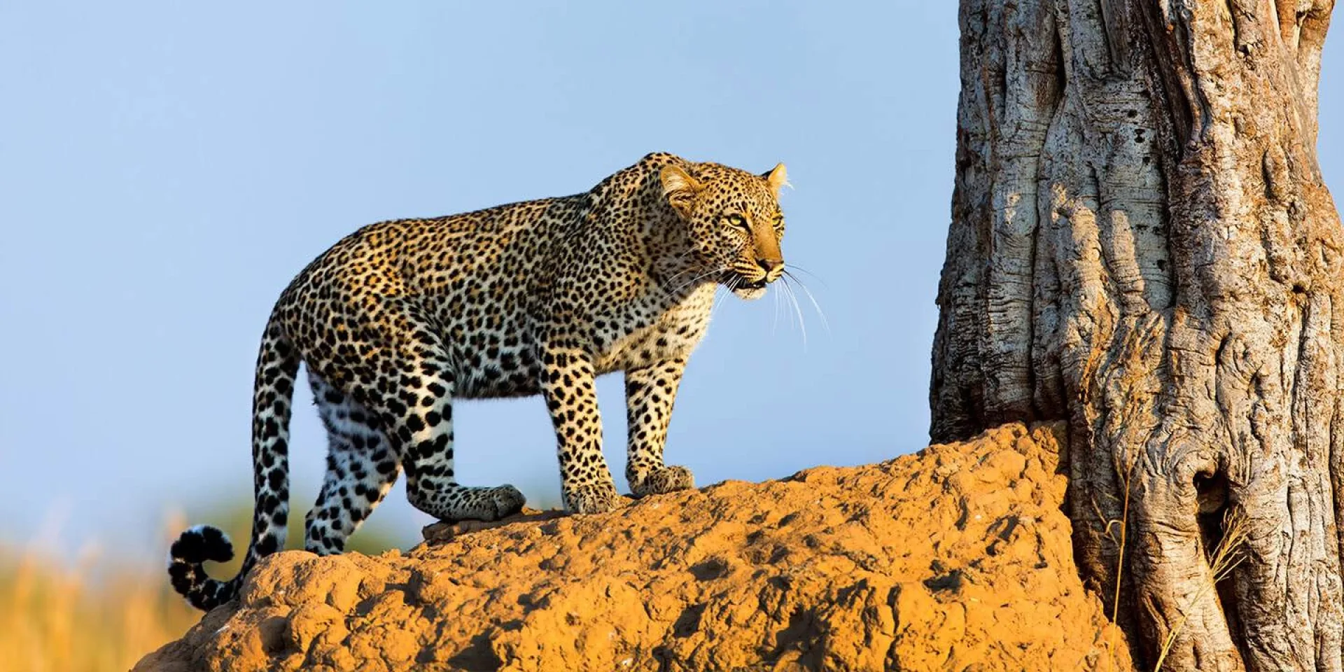 Can you reliably see leopards on an African safari?