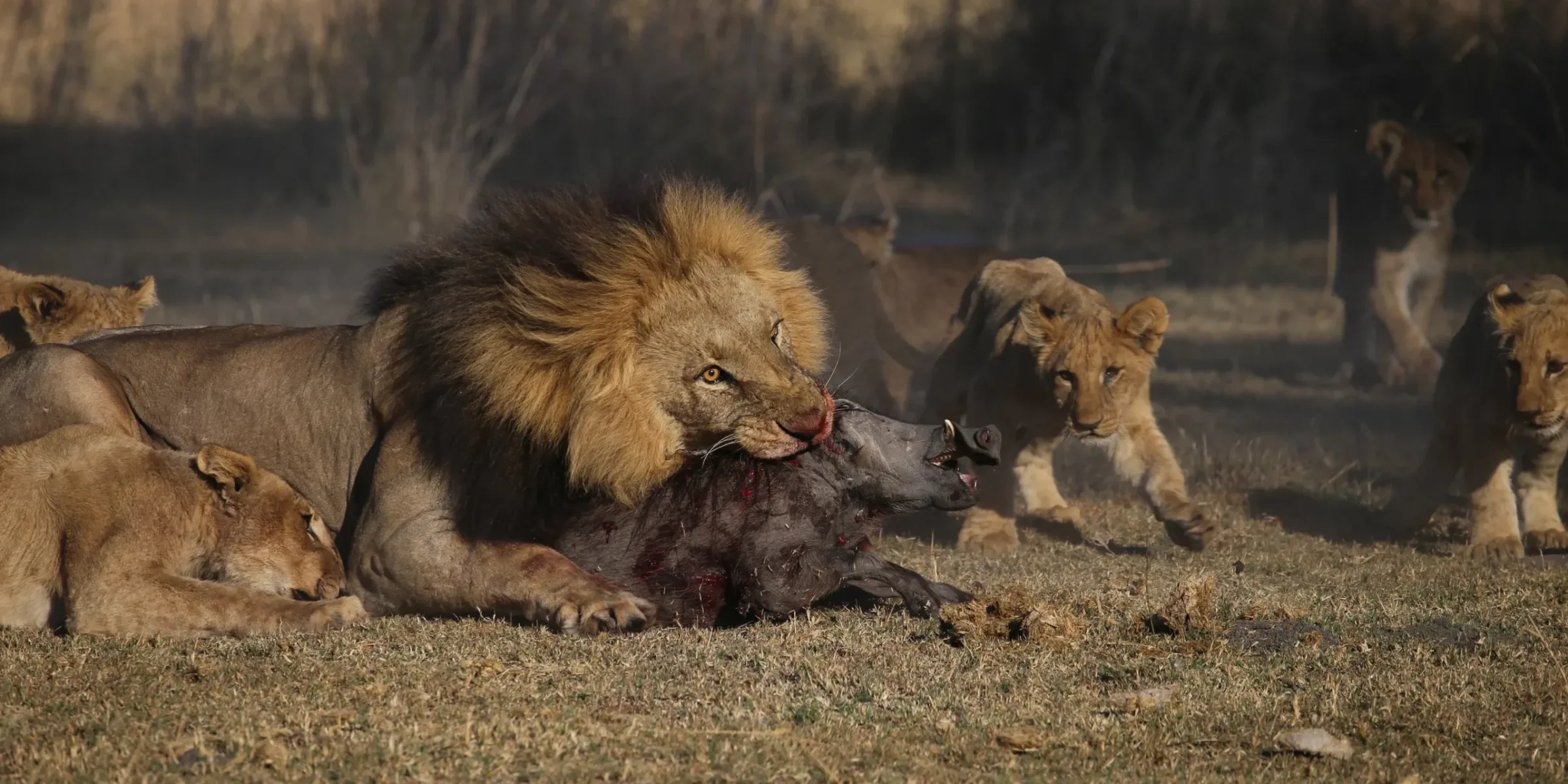 Can you reliably see lions on an African safari?