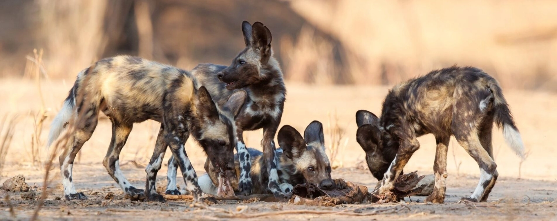 Can You Reliably See Wild Dogs on an African Safari?