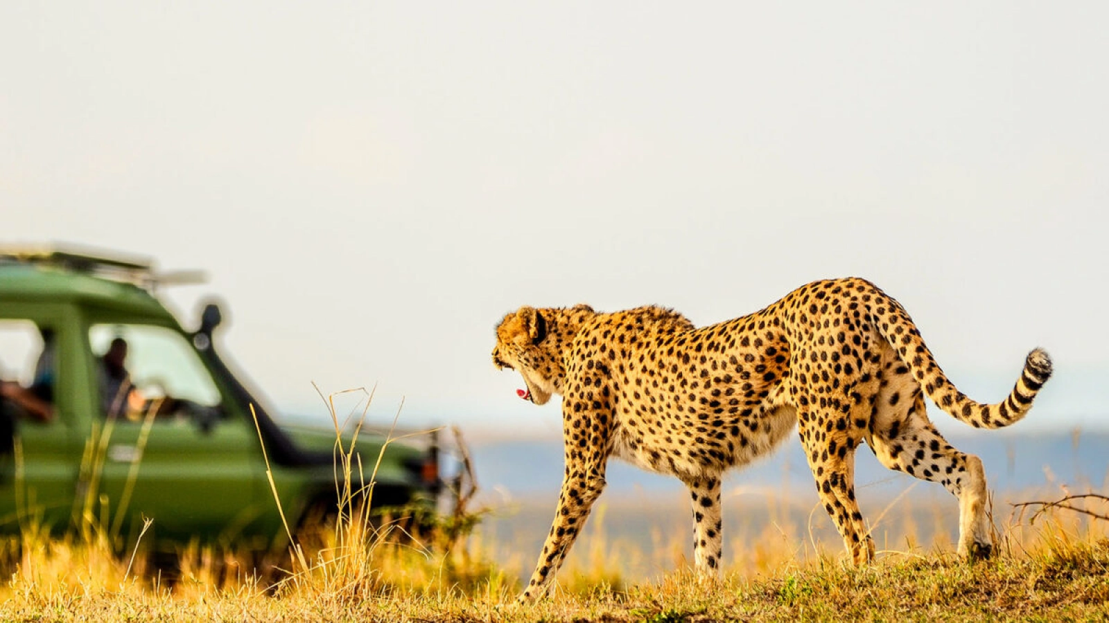 Cheetah in Serengeti