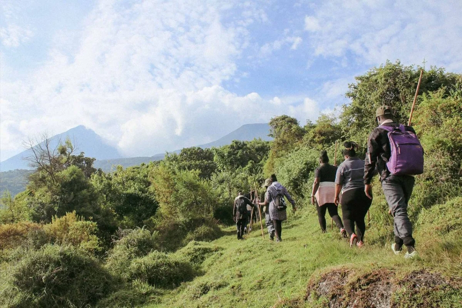 Chimpanzee trekking in Bwindi Impenetrable National Park