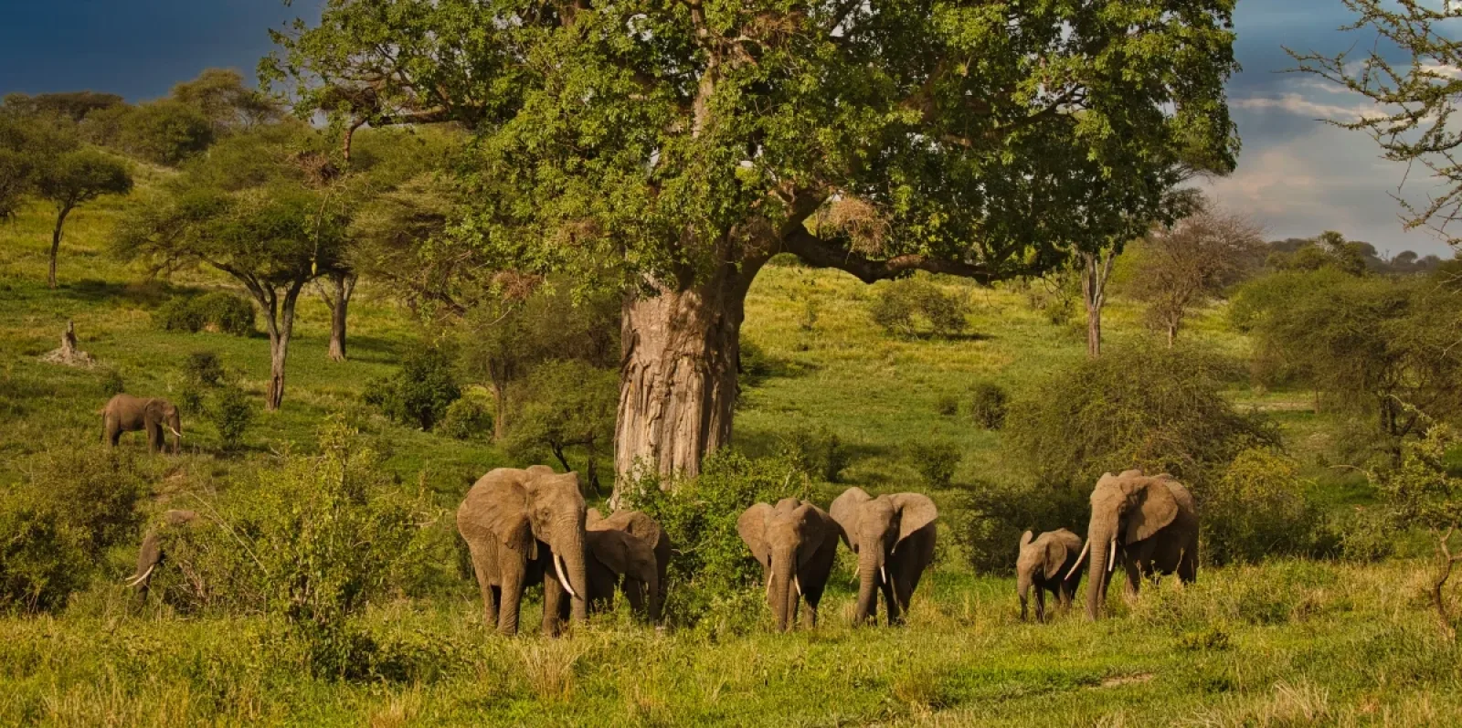 Chimpanzee trekking in Kenya