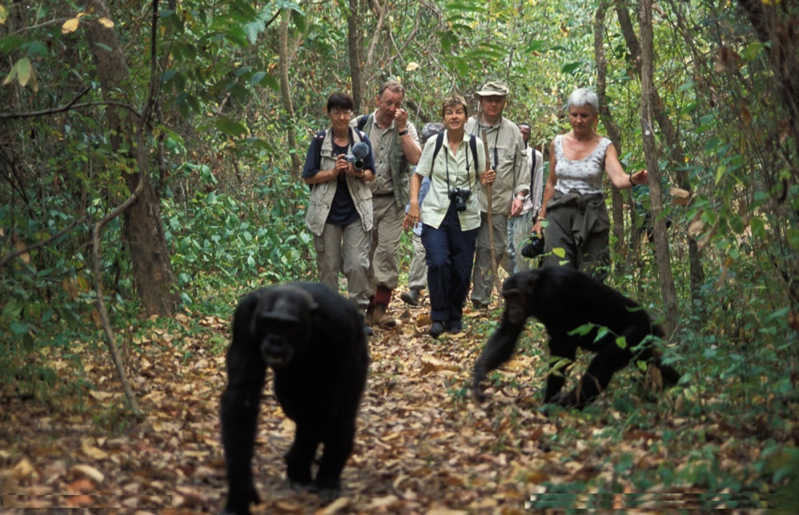 Chimpanzee trekking in Kibale