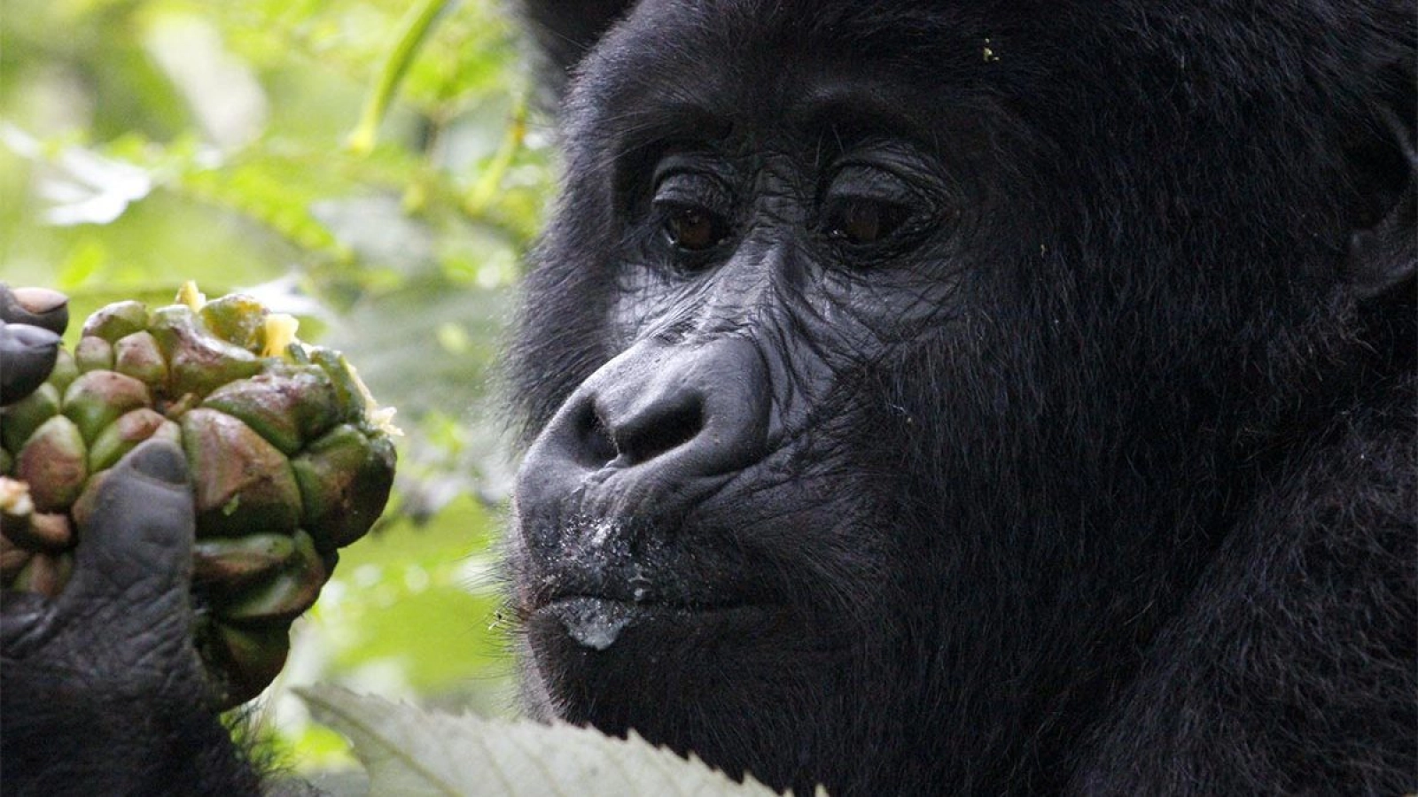Chimpanzee trekking in Kibale