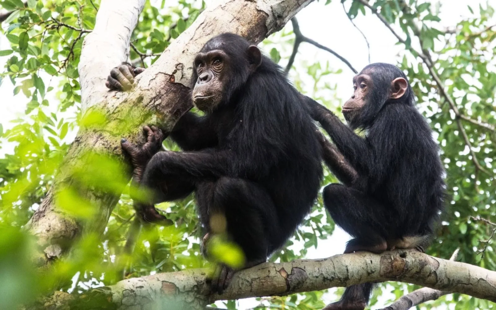 Chimpanzee trekking in Kibale