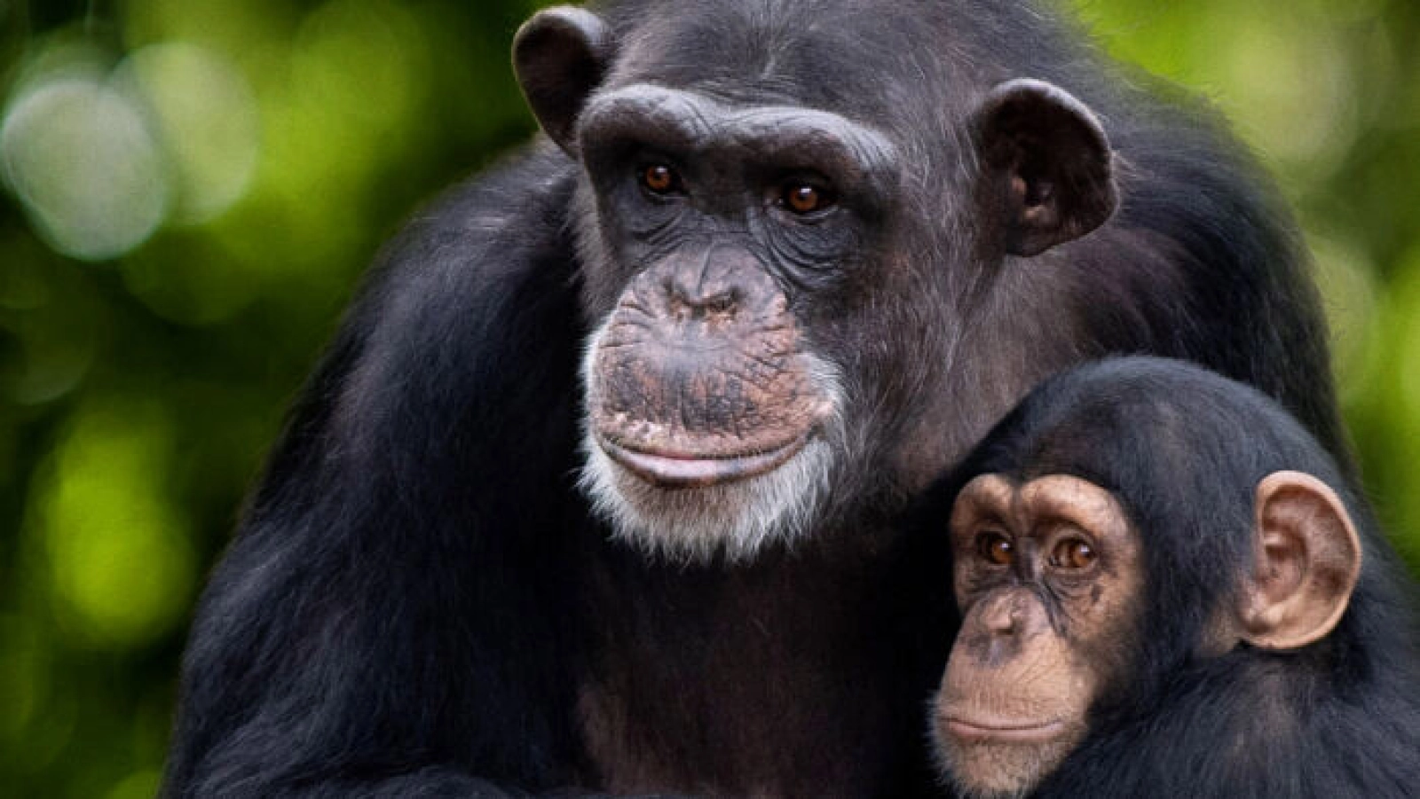 Chimpanzee trekking in Kibale