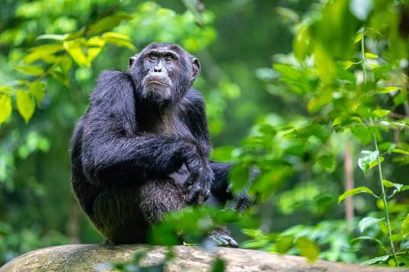 Chimpanzee trekking in Rwanda