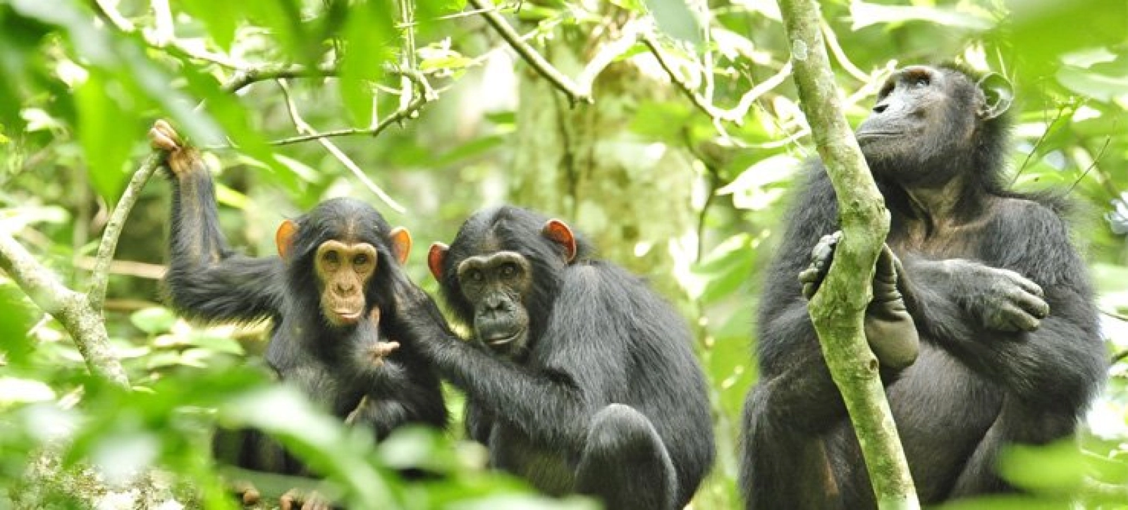 Chimpanzee trekking in Uganda