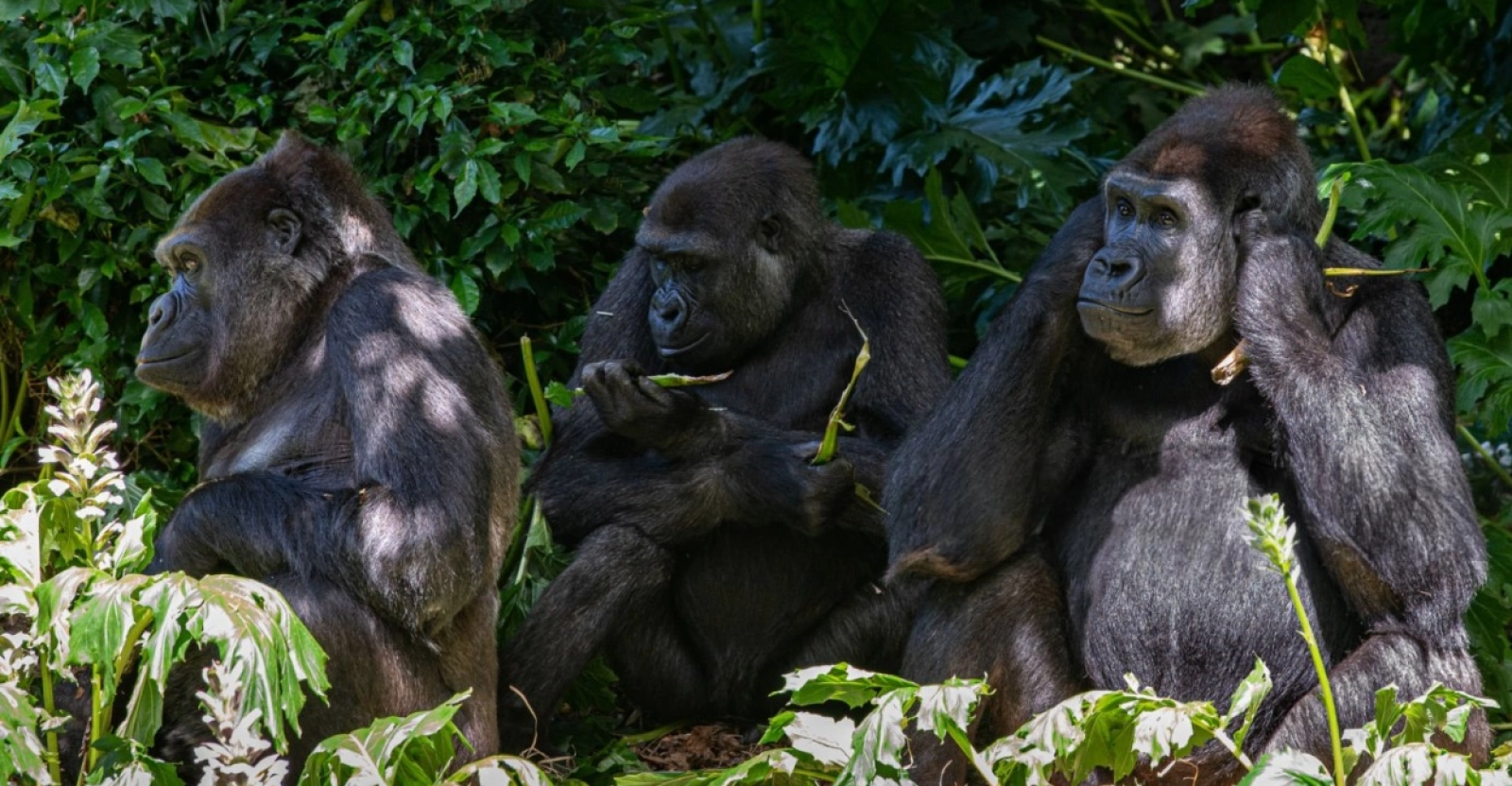 Chimpanzee trekking in Uganda