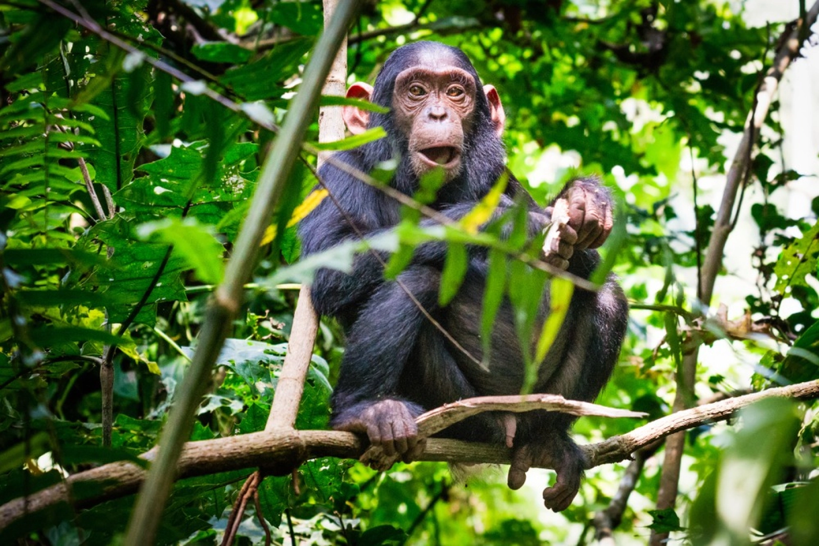 Chimpanzee trekking in Uganda