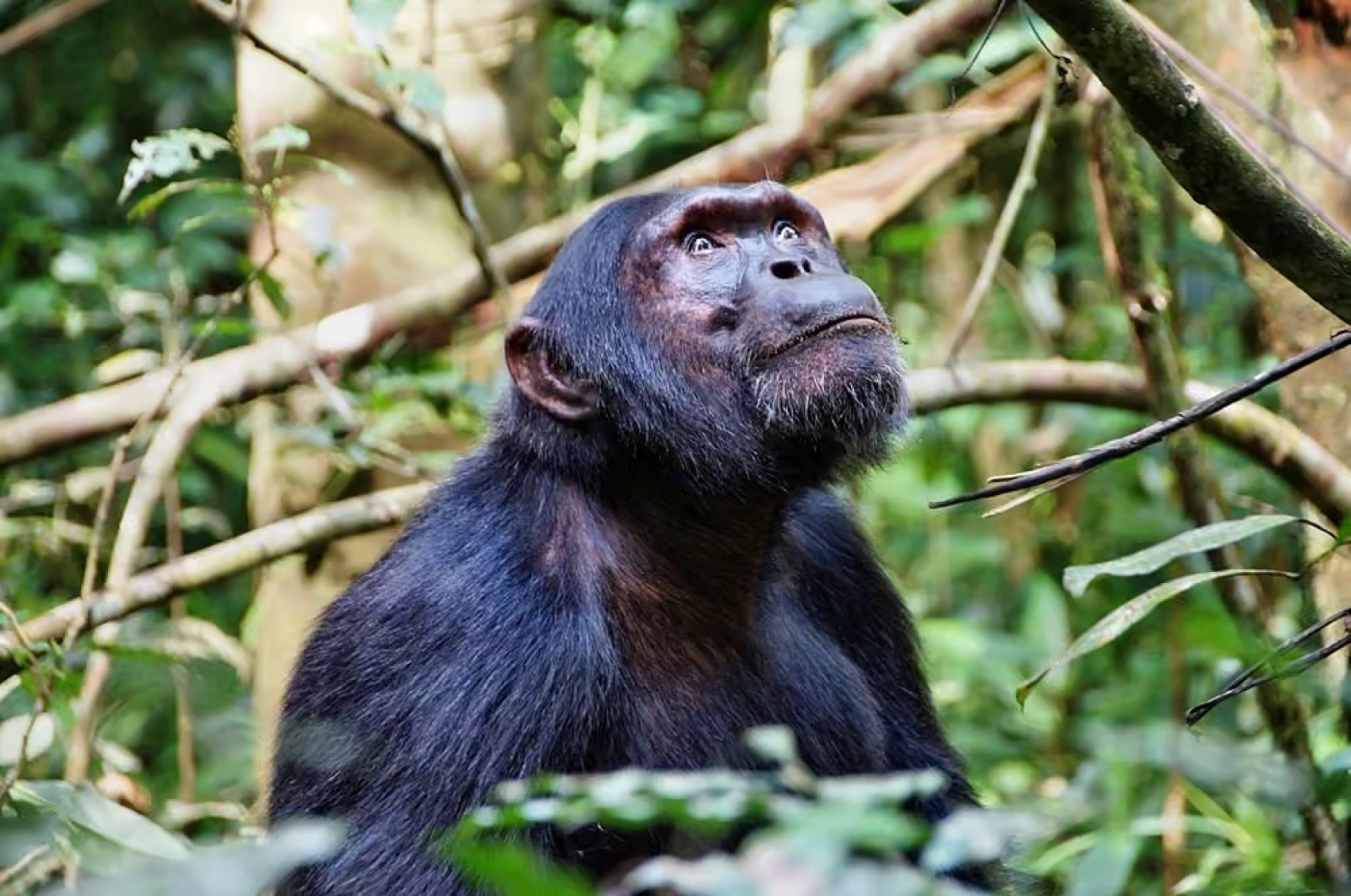 Chimpanzee trekking in Uganda