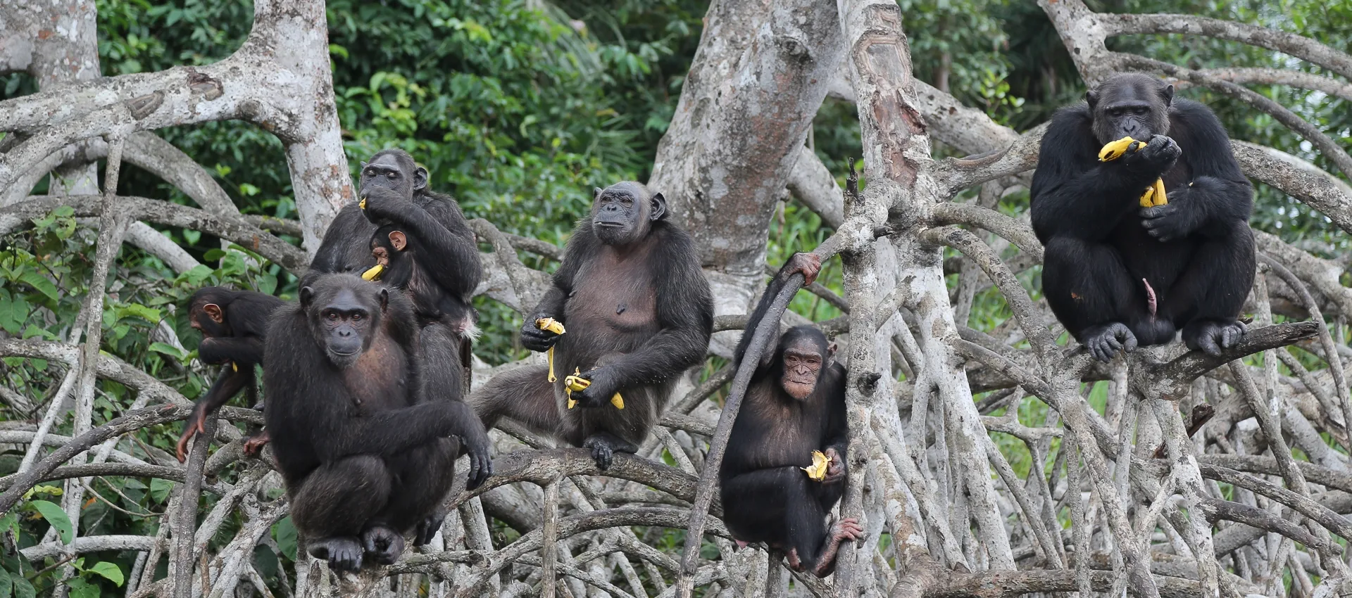 Chimpanzee trekking in Uganda