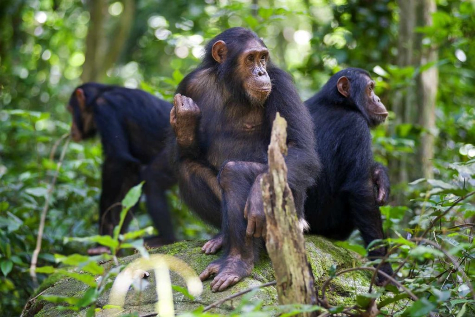 Chimpanzee trekking in Uganda
