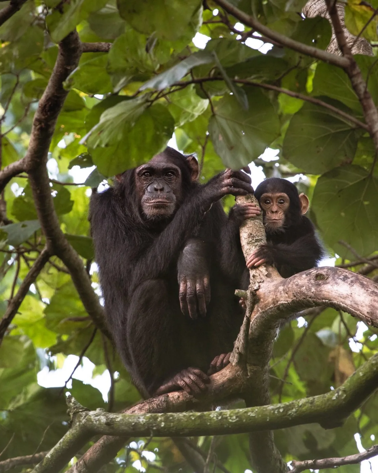 Chimpanzee trekking in Uganda