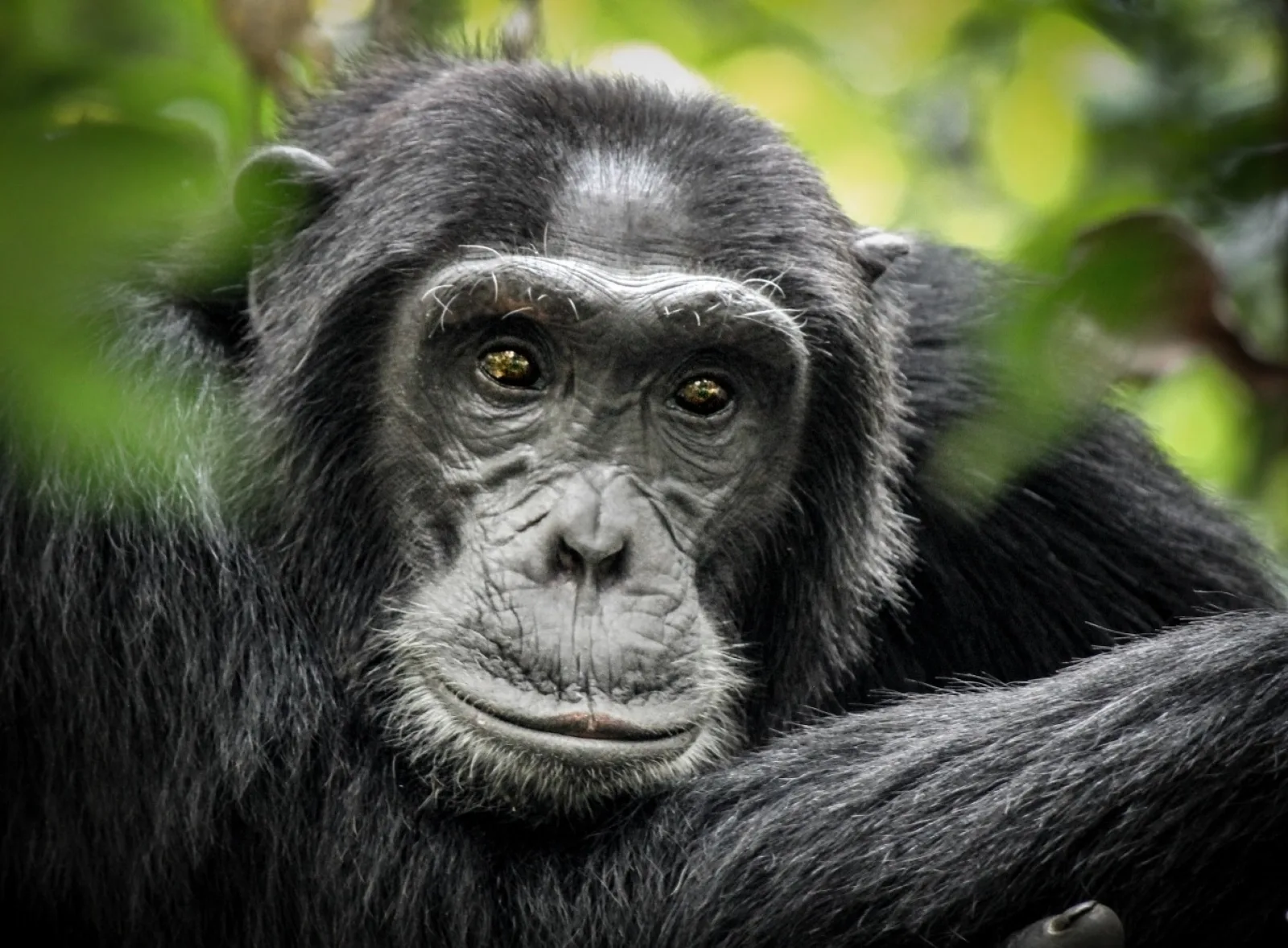 Chimpanzee trekking in Uganda