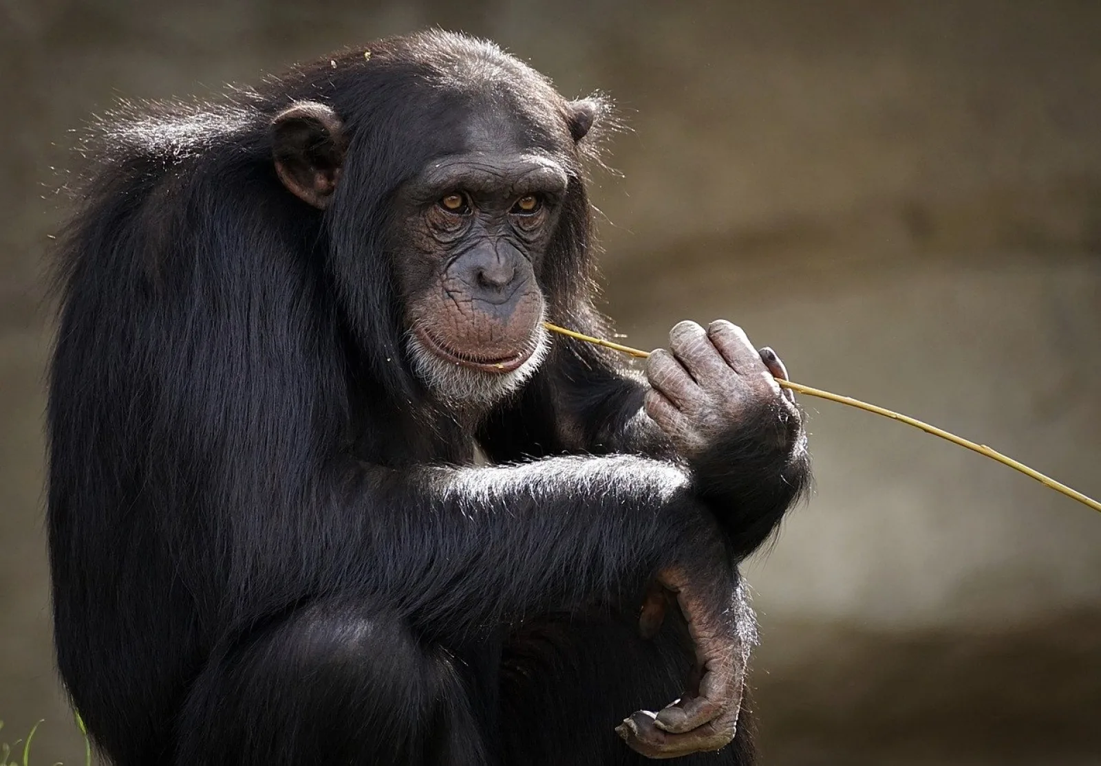 Chimpanzee trekking in Uganda