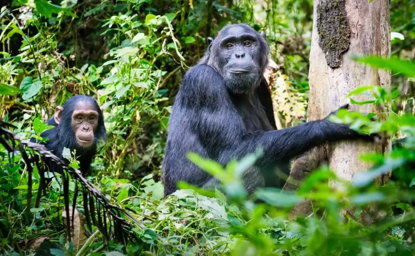 Chimpanzee trekking in Uganda