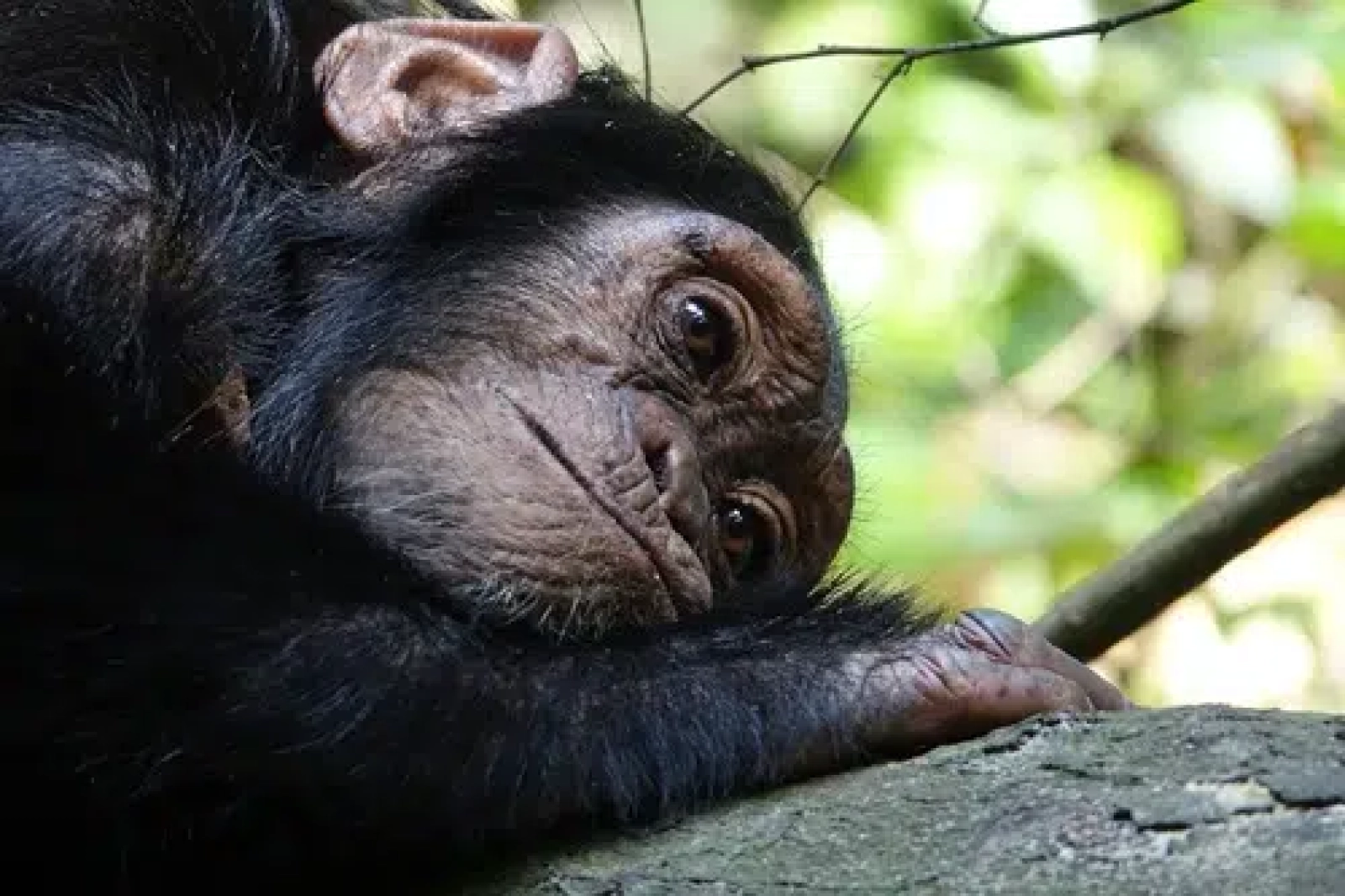 Chimpanzee trekking in Uganda