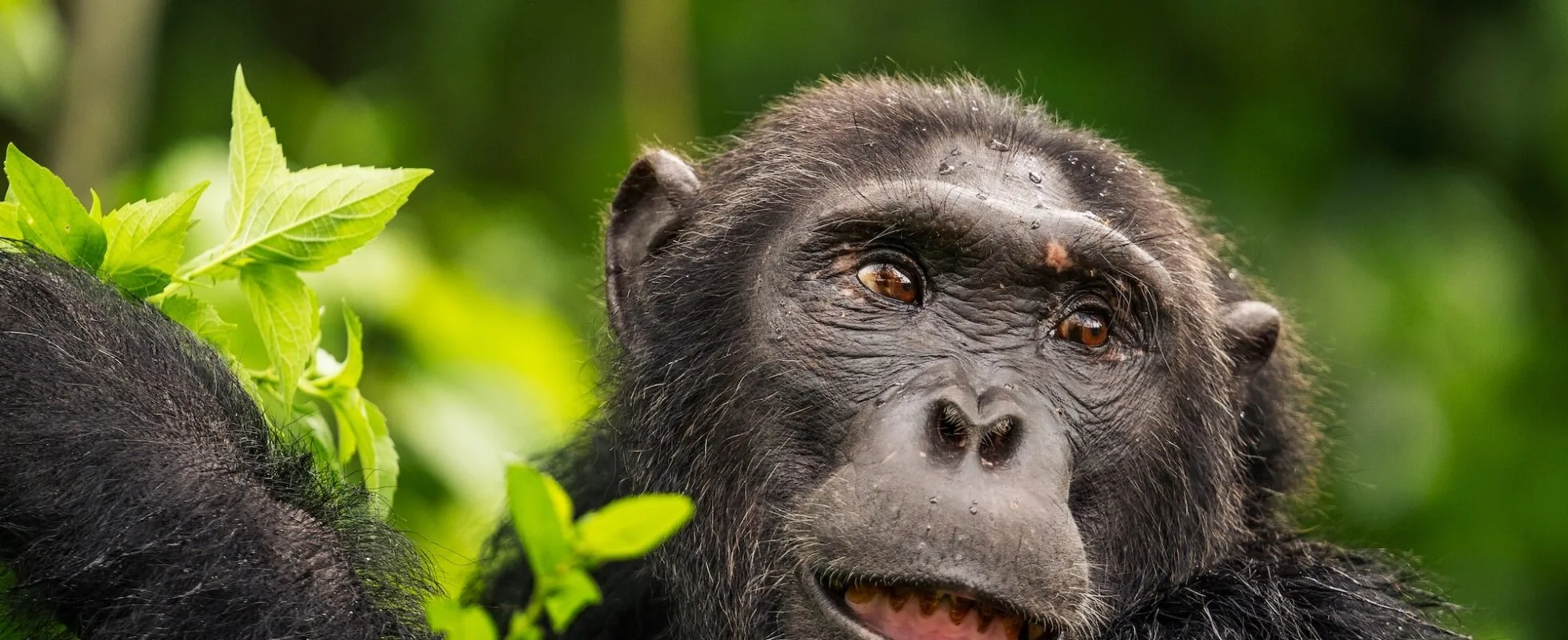 Chimpanzee trekking in Uganda