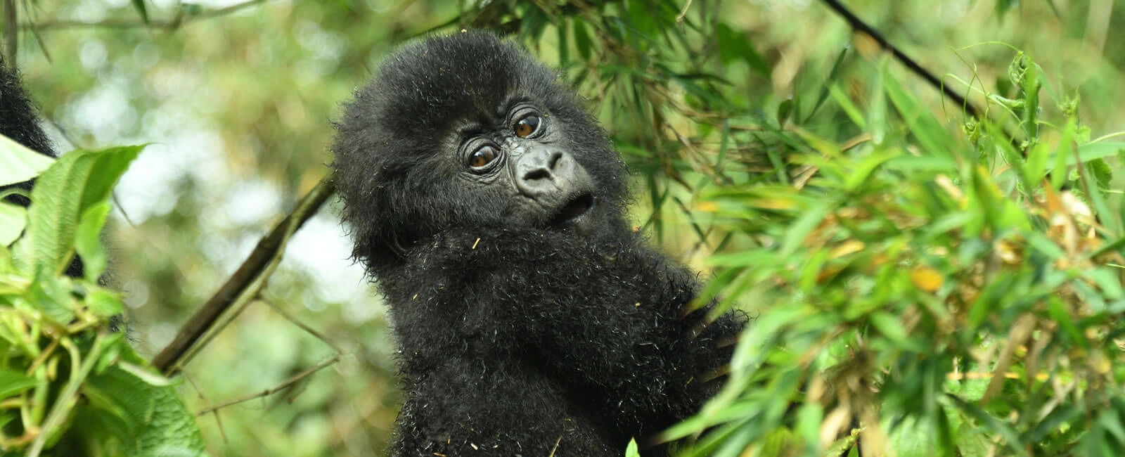 Chimpanzee trekking in Uganda