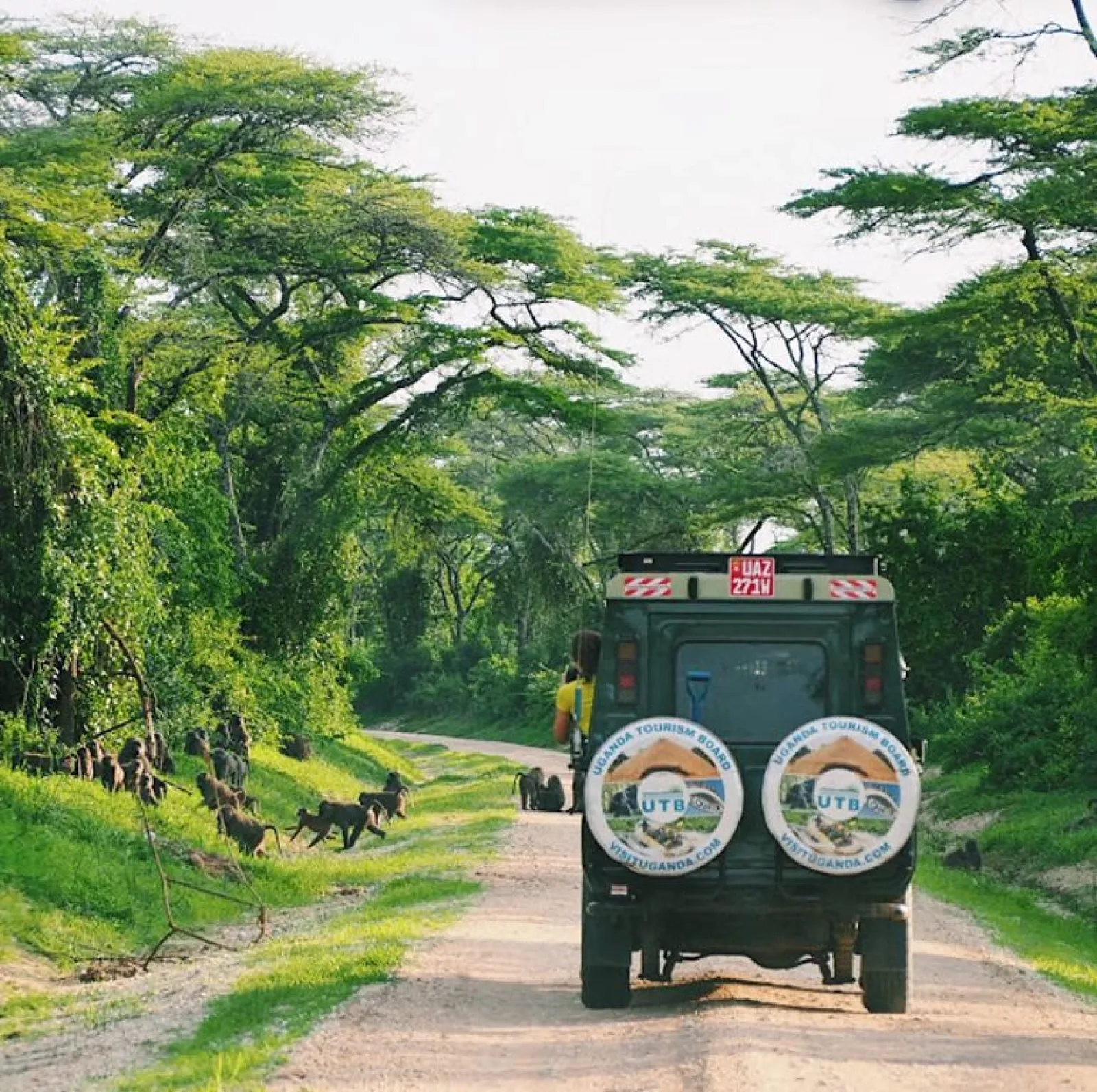 Chimpanzee trekking in Uganda