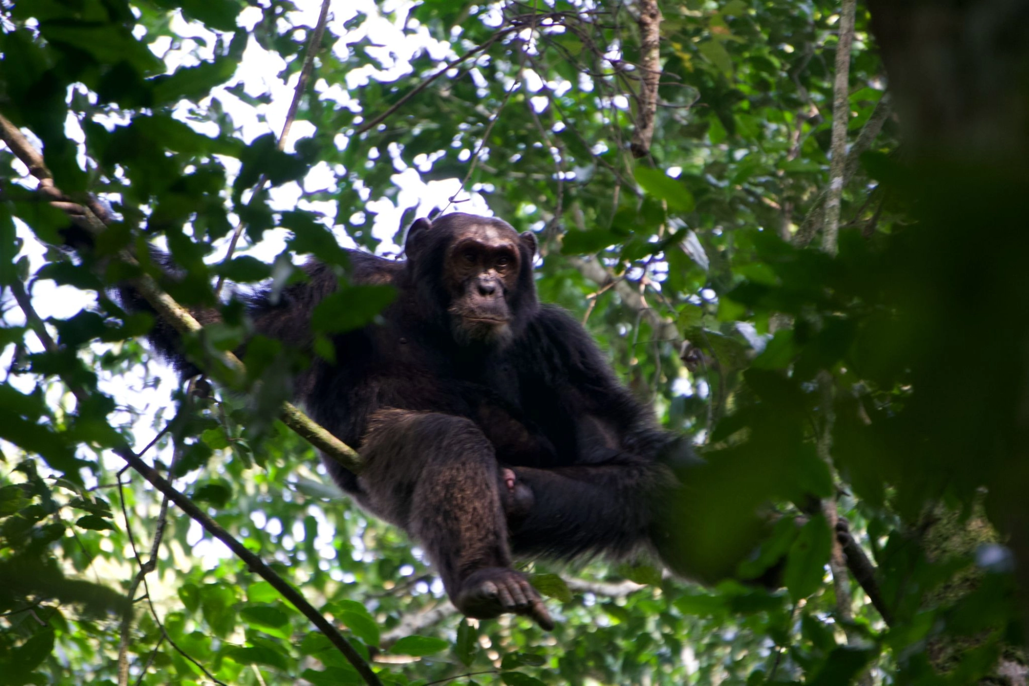 Chimpanzee trekking in Uganda