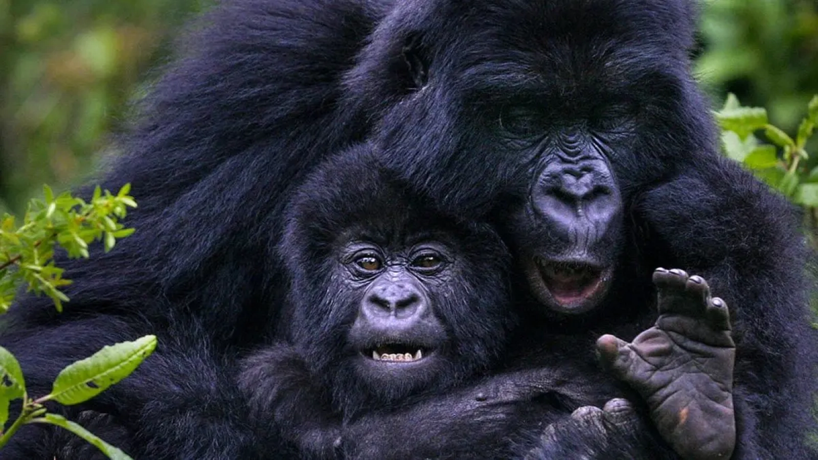 Chimpanzee trekking in Uganda